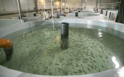 The El Puerto de Santa María aquaculture cluster will have a new fish farm